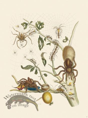 Merian Metamorphosis 18